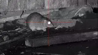 RAT INFESTATION ON PIG FARM, YORKSHIRE - TToCS Pest Control