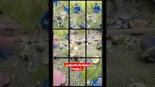 நுங்கு வேட்டை #food #vloggerlifestyle #trendingshorts #vmr 320 vlog #top #trending #shorts #video