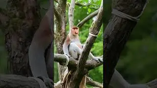 Meet the Proboscis Monkey 🐵 | Big Nose, Big Personality! #AnimalLovers #BigNoseMonkey
