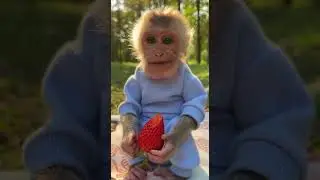 Cute Baby Monkey Eating Strawberry | Adorable Juicy Fruit Delight #cutebabies #monkeyfun #freshfruit