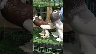 Magpie Pouter sale in bihar