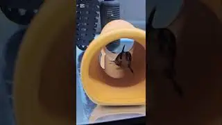 【Cat fish】Giant bumblebee catfish（ジャウーぺドラ）