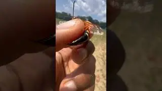 Grumpy Cicada Killer Catch!!!