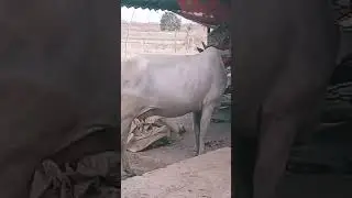 #viral #cow #video #animal #holycow #gaumata #housecow