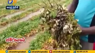 Crops Damage Due to Heavy Rains | Across State