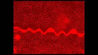 beam buckle on off with cells_1.flv
