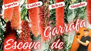 Escova de Garrafa, é uma árvore de aspecto exótico e beleza singular