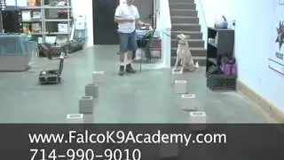 Detection Dog Training   Falco K9 Academy