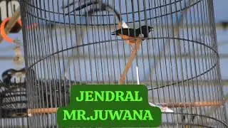 Muray Batu JENDRAL Dengan Volumenya Yang Cetar Membahana #kicaumania  #faktalapangan #burungkicau