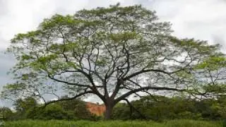 Fractals in Nature