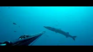Barracuda - ciguatera