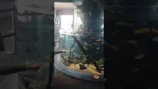 Гигантская черепаха, акулы, скаты и так далее....