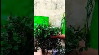 Greenwise callisia pink lady plant |hanging plant |ASMR |exotic rare plant #asmr #garden #shorts
