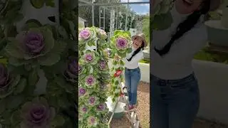 3 months growth of 44 ornamental kales on an aeroponic tower #gardening #farming #agriculture