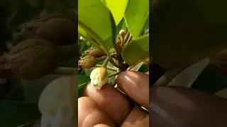 How to do hand pollination of sapota flowers #shorts