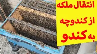 آموزش زنبورداری مدرن : روش انتقال ملکه از کندوچه به کندو