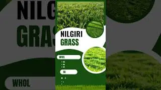 Nilgiri Grass Carpet Roll Available in wholesale price at Delhi-NCR Call/WhatsApp 85953 59514