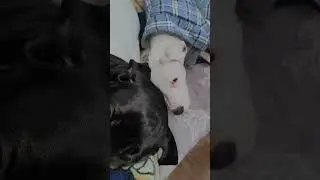 Sister's Bond 🫰🏻❤️ #youtubeshorts #shorts #shortvideo #love #canecorso #cute #dogoargentino #pets