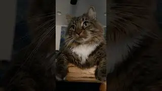 Cute cat enjoys attention he receives