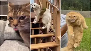 Amusing cats and dogs moments 🐩🐈🐶 #FunnyPets