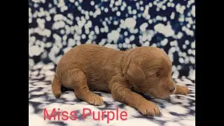 2025 Koda Jack 2 week