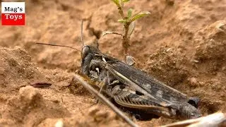 Life of Insects (4k video)