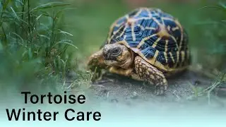 Indian Star Tortoise winter care