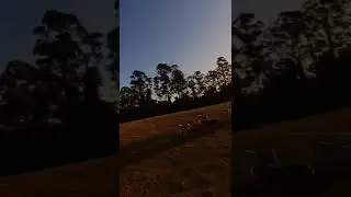 Drone FPV - Border Collie Pastoreando