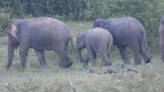 Wild Elephants family #subscribe #viral #wildelephant #elephantworld #elephant #travel #animals #sha