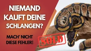 Wie du deine Nachzuchten richtig vermarktest 🔥