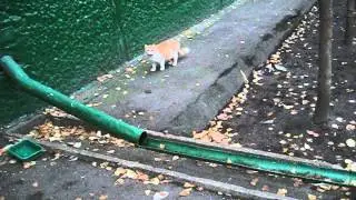 Кот смотрит