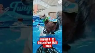 Big squirrel activity at Texas mall this weekend #shortsfeed #squirrel #mall #texas #fypyoutube