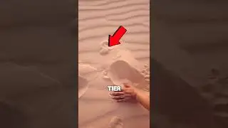 Er fand einen Sandfisch in der W&uuml;ste 🤯 #shorts