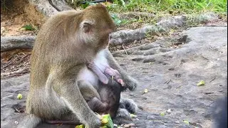 Hard to understand about Nasty Tara with bad mood weaning baby monkey Tia like this