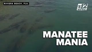 LIVE: 160 sightings as cold front pushes giants to warm waters