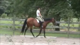 Ideal first horse for Beginner Child or Adult - FOR SALE!!!