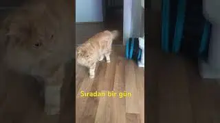 #luna & #simba #cat #kedi #keşfet #comedy