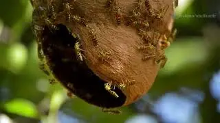 Ants and Birds: Nature's Unexpected Allies! @MrBeast
