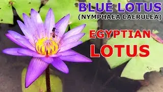 Blue Lotus (Nelumbo nucifera) Blue Lily (Nymphaea caerulea) Egyptian Lotus Flower Plant Stem Leaves