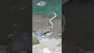 Unexpected Snake Encounter