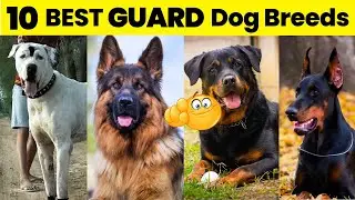 Top 10 Best Guard Breeds In The World | Best For Family and Security