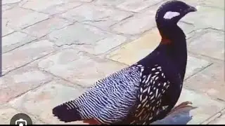 Tetar ka shok.#teetarawaz #kalateetarsindhi #birdcare 