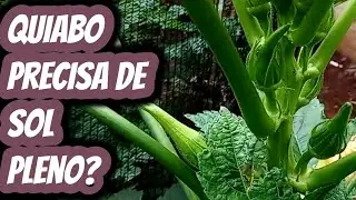 Quiabo precisa de sol pleno para desenvolver? Precisa de quantas horas de luz solar direta por dia?