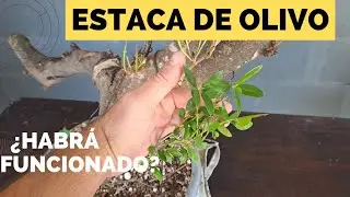 Estaca de olivo para bonsai ¿funcionó?..