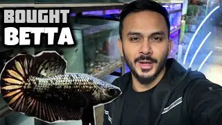 Bought BETTA FISH On My Subscriber&rsquo;s Request | Fighter Fish Grooming Project Begins - Imran's World