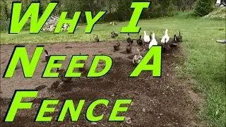 Working On The Duck Fence For The Garden #108 Heirloom Organic Vegetable Garden