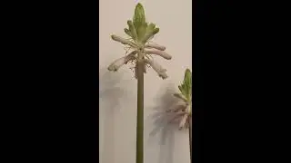 Вельтгеймия капская/Veltheimia bracteata. Цветение из семян.
