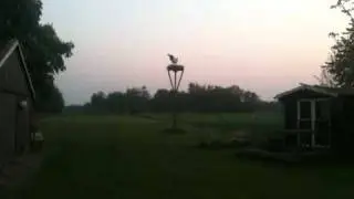Stork mating