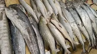 موسی کالونی فش مارکیٹ کی تازہ صورتحال