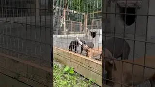 Spike meets Otto in a very special litter representing two super dogs.